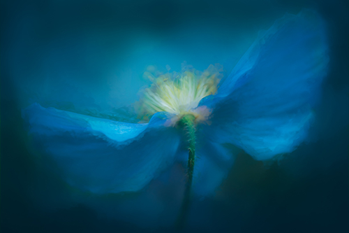 floral photography by Sheryl Ball