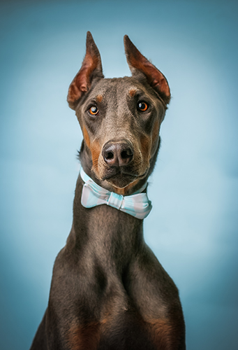 fotografia di un cane di Shelley Franklin