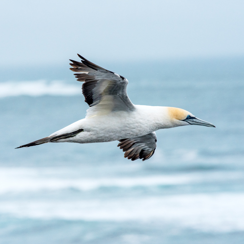 photograph of a water bird by Anthony David West