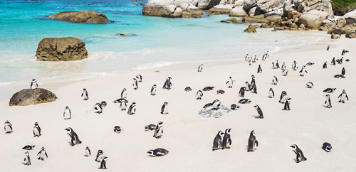 photograph of a beach with penguins by Anthony David West