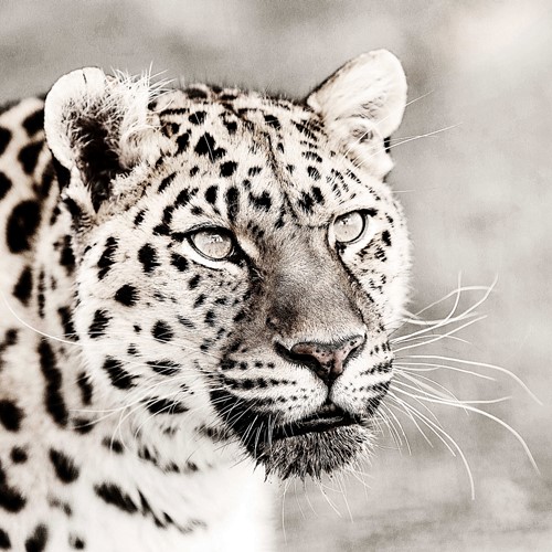 fotografia di leopardo di Anthony David West