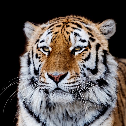 fotografia di una tigre di Anthony David West