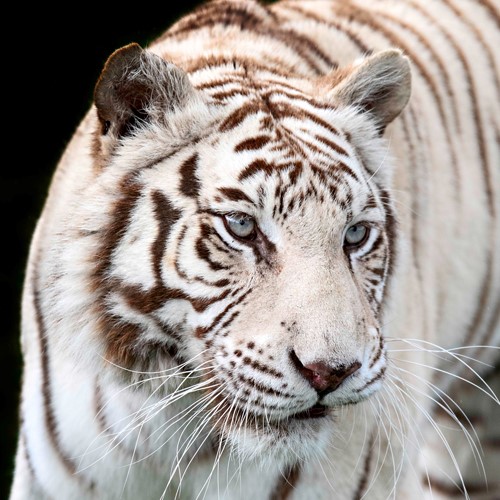 fotografia di una tigre bianca di Anthony David West