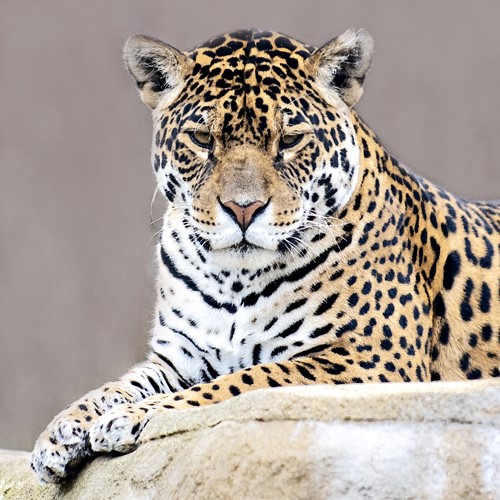 photograph of a Jaguar by Anthony David West