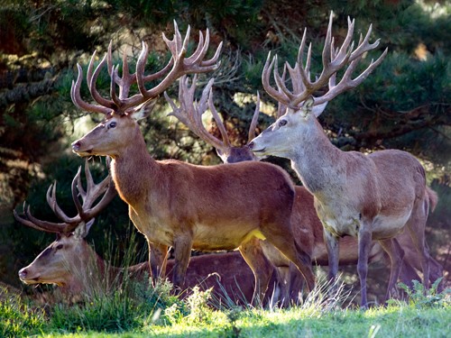 fotografia di Red Deer di Anthony David West