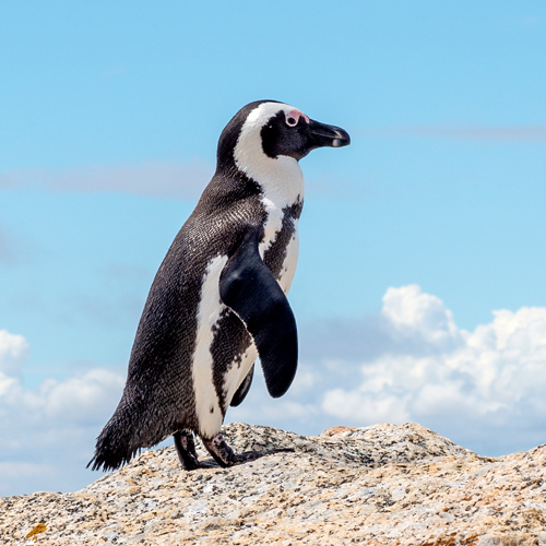 fotografia del pinguino di Anthony David West