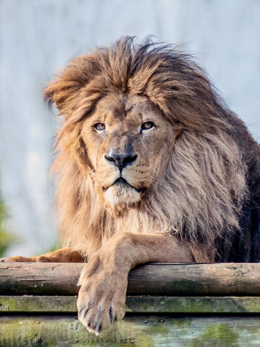 fotografia di un leone di Anthony David West
