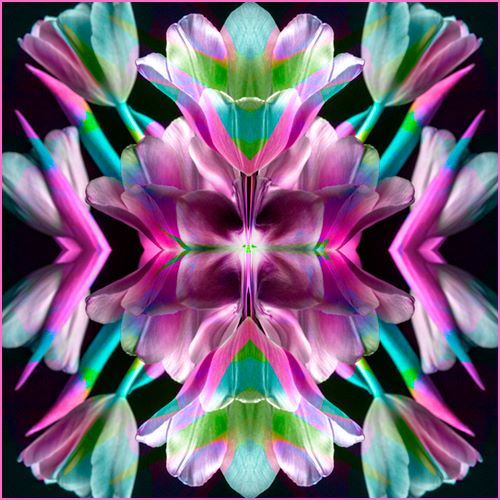 digital floral photography by Carl Kravats