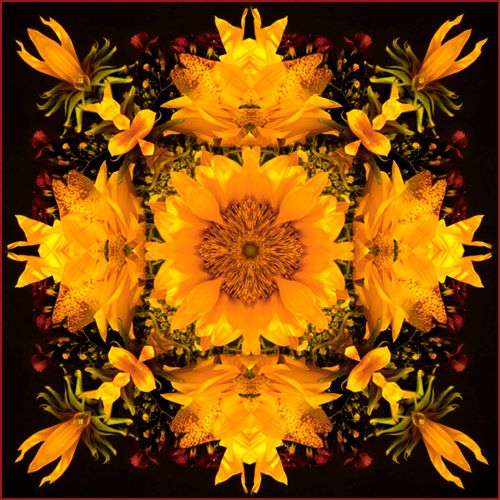 digital floral photograph by Carl Kravats