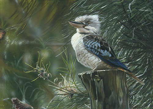 dipinto di un Kookaburra di Janette Doyle