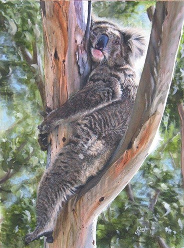 painting of a koala by Janette Doyle