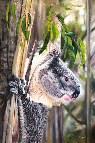 painting of a koala by Janette Doyle