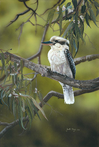 dipinto di un Kookaburra di Janette Doyle