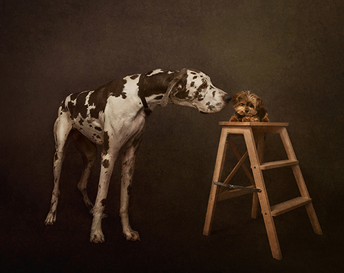 fotografia di cani di Shelley Franklin