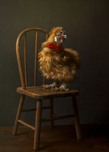 photograph of a chicken by Shelley Franklin