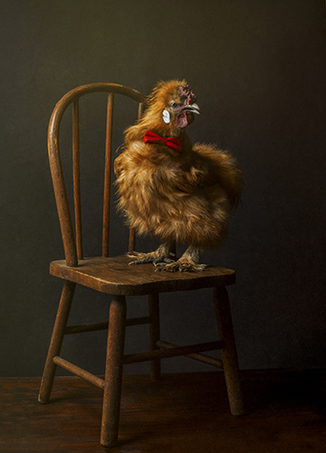 fotografia di un pollo di Shelley Franklin