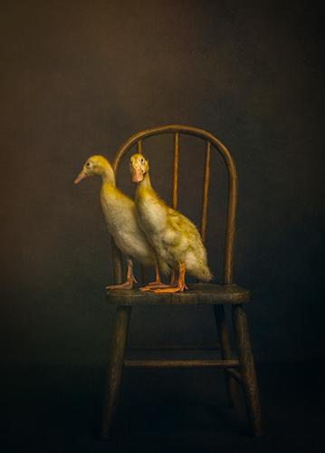 photograph of ducks by Shelley Franklin
