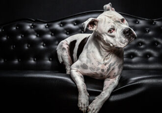 photograph of a dog by Shelley Franklin