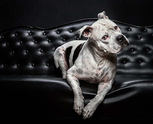 fotografia di un cane di Shelley Franklin