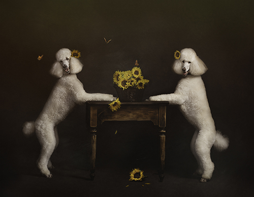 photograph of two white poodles by Shelley Franklin