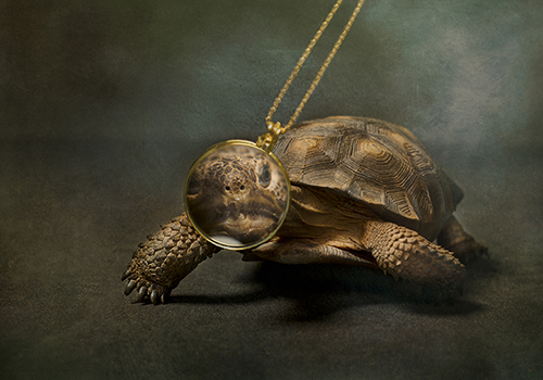 photograph of a turtle