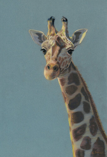 pastel portrait of a giraffe by Cindy Berceli