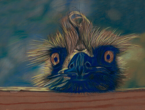 pastel portrait of an emu by Cindy Berceli