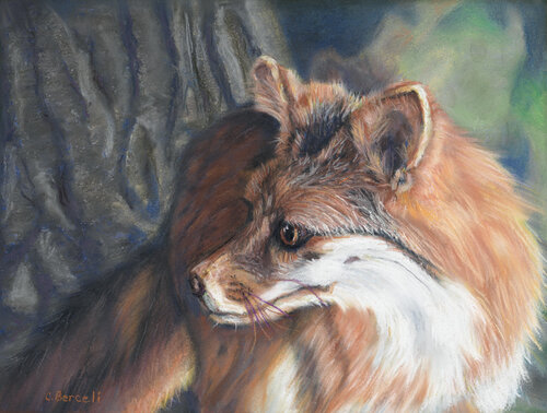 pastel portrait of a fox by Cindy Berceli