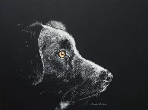 scratchboard dog portrait by Claudia Chandler