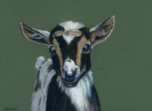 pastel portrait of a goat by Cindy Berceli