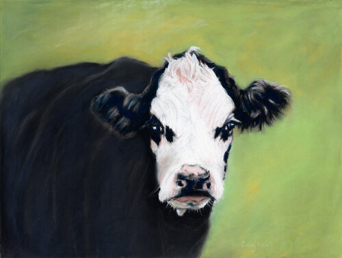pastel portrait of a cow by Cindy Berceli