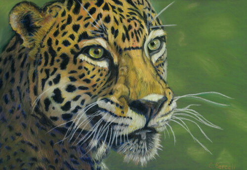 pastel of a leopard by Cindy Berceli