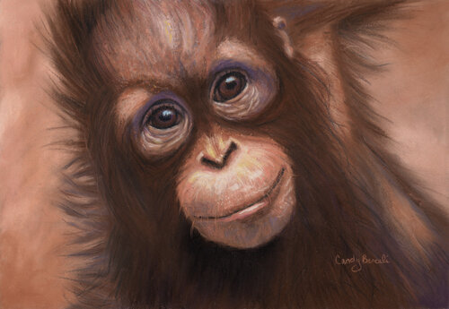pastel portrait of a chimpanzee by Cindy Berceli