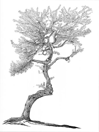 pen and ink drawing of a tree