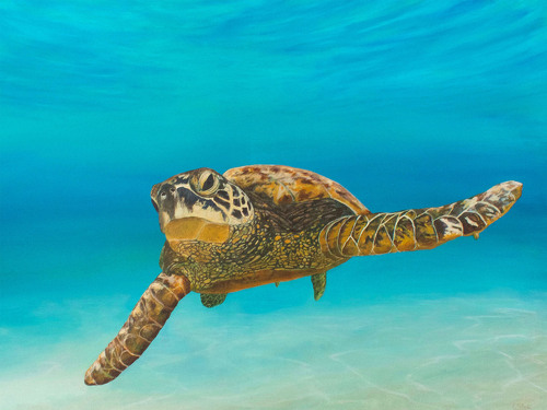 painting of a sea turtle by Katherine Polack