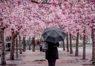 Cherry blossoms in the rain