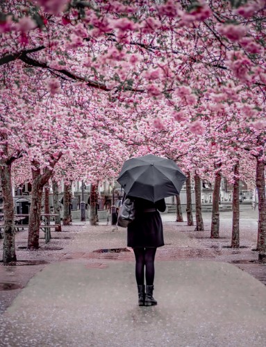 Cherry blossoms in the rain