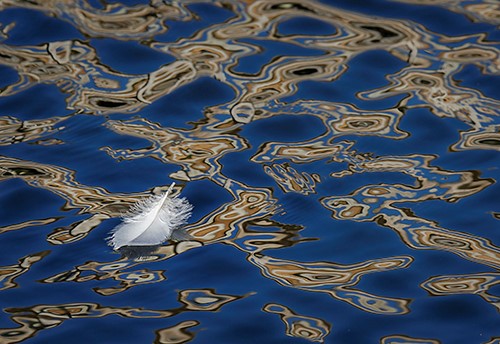 photo of a feather floating on water