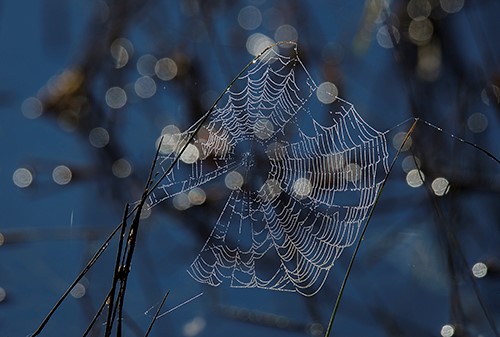 Macro photo of a cobweb