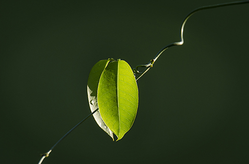 macro photography of a leaf