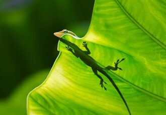 photograph of a lizard on a leaf