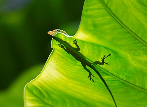 photograph of a lizard on a leaf