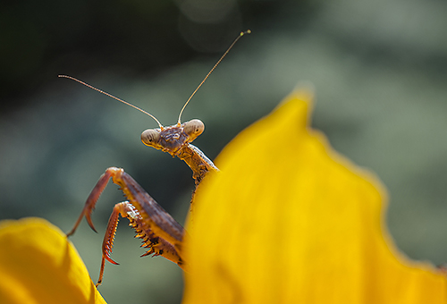 Photograph of a praying mantis