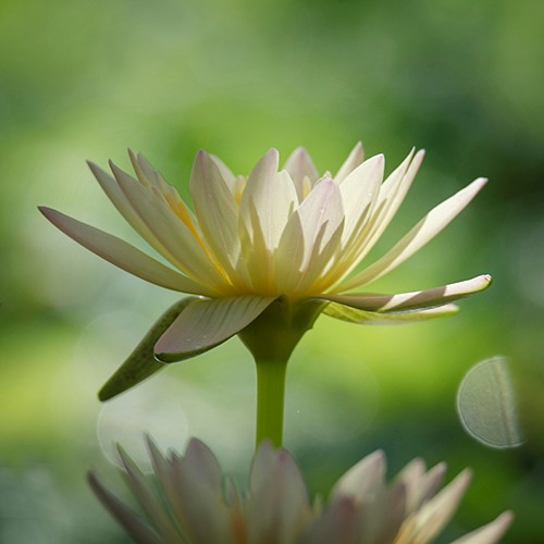 Macro photograph of a white flower