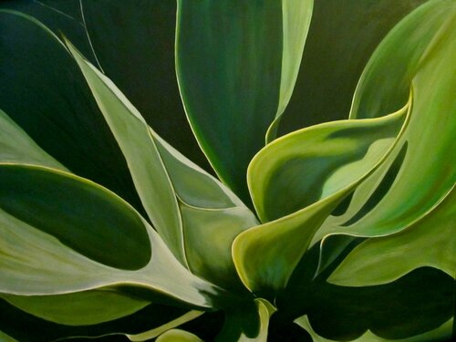 painting of an agave plant