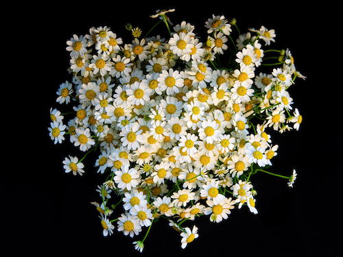 photo of chamomile flowers