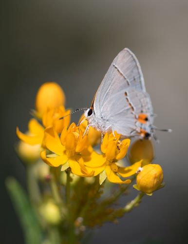 Photo of a Gray Hairstreak Butterfly