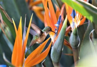 photo of hummingbird and bird of paradise plants