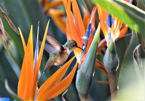 photo of hummingbird and bird of paradise plants