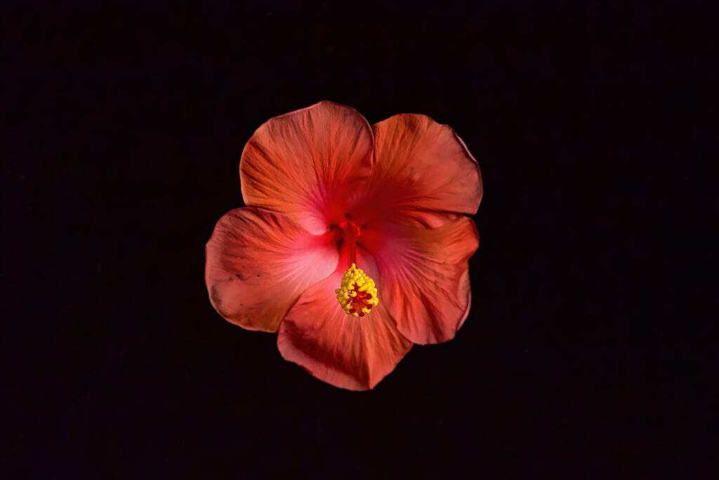 photograph of a hibiscus flower by Elizabeth Leitzke